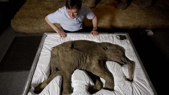Kaget Gak? Startup Ini Klaim Bisa Hidupkan Lagi Mammoth Purba