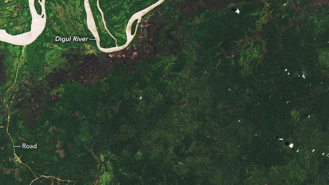 NASA Rilis Hutan Papua Makin Gundul, Ini Bantahan KLHK!