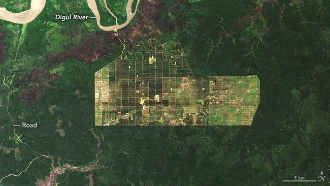 NASA Rilis Penampakan Hutan di Papua: Makin Gundul?