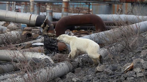 A stray polar bear is seen in the industrial city of Norilsk, Russia June 17, 2019. Picture taken on June 17, 2019. REUTERS/Irina Yarinskaya/Zapolyarnaya Pravda NO RESALES. NO ARCHIVES.