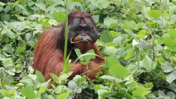 Makhluk Hidup di Bumi Punah 100 Kali Lebih Cepat