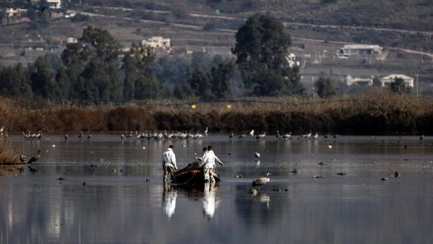 Pekerja dari Kementerian Pertanian dan Pembangunan Pedesaan memindahkan burung bangau yang mati menyusul wabah flu burung dari danau cagar alam, yang merupakan tujuan migrasi burung di Lembah Hula, Israel utara (2/1/2022). (REUTERS/Ronen Zvulun)