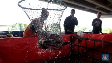 Banjir Modal, Startup Seafood dan Lele RI Disorot Media Asing