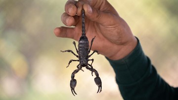 Baru Tahu! Racun Kalajengking Ternyata Cairan Paling Mahal