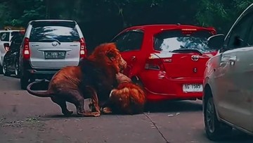 Terkuak! Ini Penyebab Singa Berantem di Taman Safari Prigen