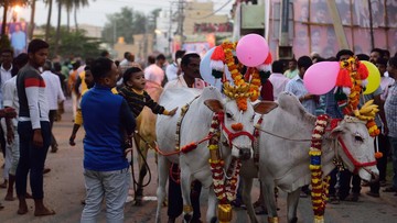 Unik Banget, India Usul Ubah Valentine Jadi Hari Memeluk Sapi