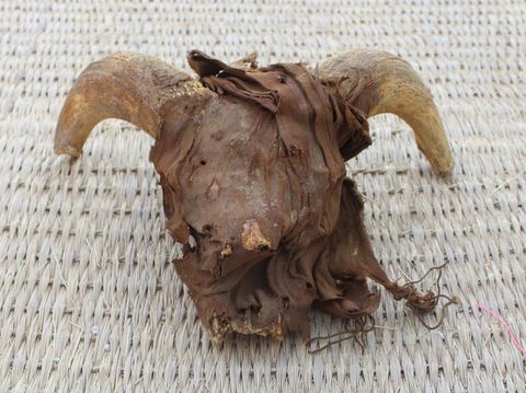 A view of around 2,000 mummified rams heads uncovered during excavation work carried out by an American mission from New York University- Institute for the Study of the Ancient World (ISAW) at the temple of Ramesses II in Abydos, Sohag Governorate, Egypt, in this handout image released on March 25, 2023. The Egyptian Ministry of Antiquities/Handout via REUTERS    THIS IMAGE HAS BEEN SUPPLIED BY A THIRD PARTY.