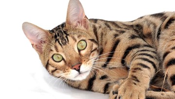 3 Orang Tertular Penyakit Langka dari Kucing, Begini Mulanya
