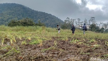 Bikin Geram, Komunitas Motor Trail Viral usai Rusak Edelweis