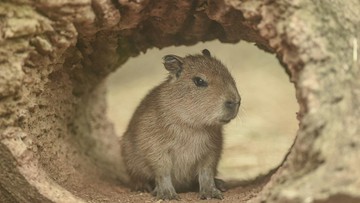 Masbro Capybara Disebut Ikan oleh Vatikan, Ini Alasannya