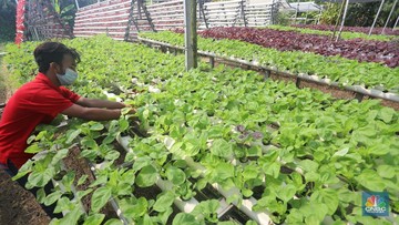 Wow! RI Ternyata Punya Tanaman Penghasil Emas, Ini Lokasinya