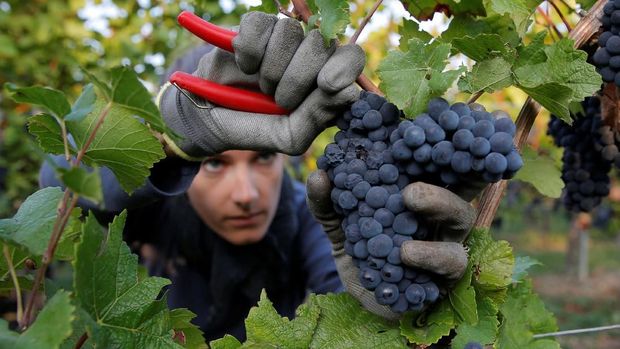 A grape picker harvests grapes of Pinot Noir to produce Cremant, a sparkling wine of the Alsace region, at the Lang vineyard in Wolxheim near Strasbourg, France, August 28, 2018. REUTERS/Vincent Kessler