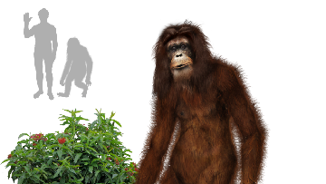 Cerita Bule Bertemu Makhluk Misterius di Sumatra, Apa Itu?