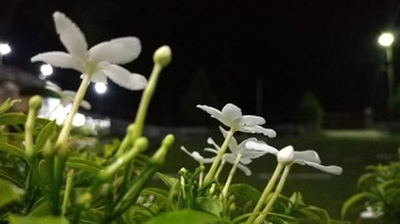5 Jenis Tanaman Disukai Ular, Jangan Ditanam di Pekarangan!