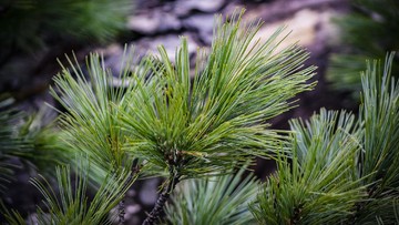 Jangan Tanam Pohon Cedar dan Cendana di Rumah, Ini Alasannya