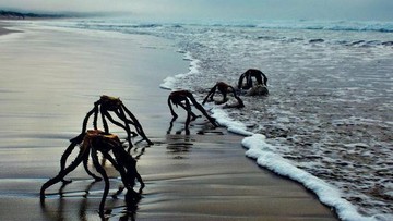 Muncul Penampakan Makhluk Mirip Alien dari Laut, Ini Faktanya