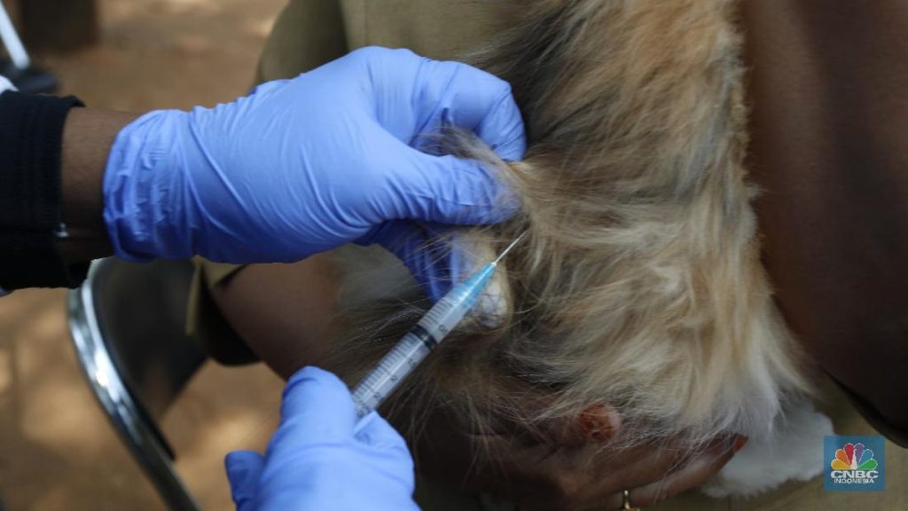 Wabah Rabies Bikin Pulau di NTT Diisolasi, Begini Kondisinya