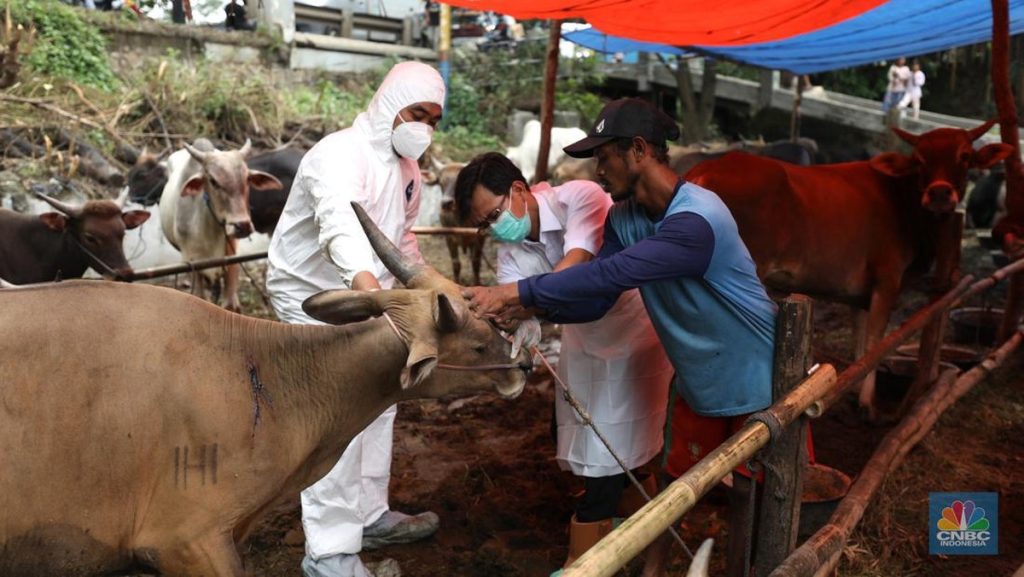 Benarkah Daging Antraks Aman Dimakan Setelah Direbus Sejam?