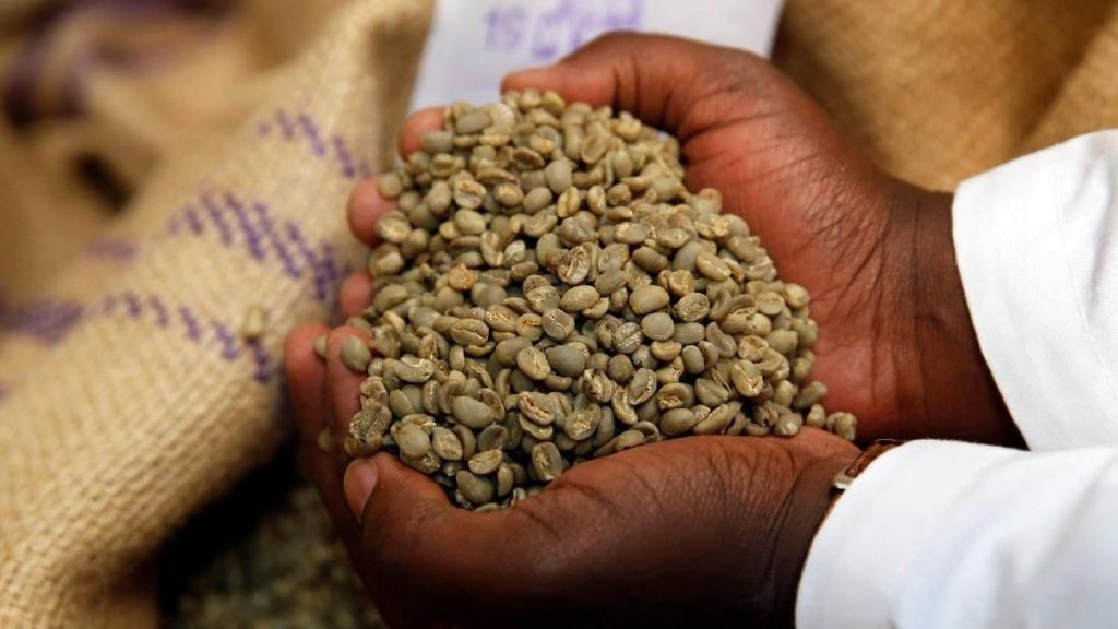 Intip Keunggulan Biji Kopi Liberika Dibanding Arabika-Robusta