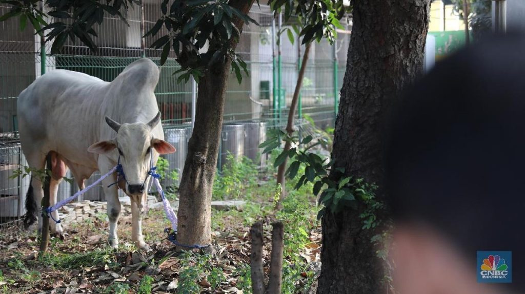 Kasus Antraks Gunungkidul Masuk Kategori KLB
