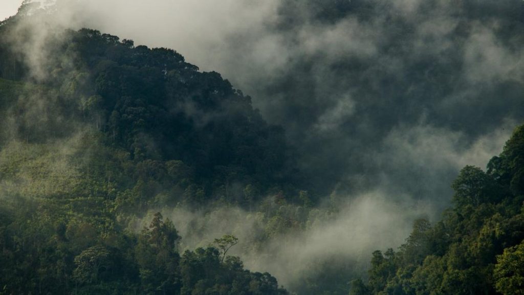 Makhluk Serupa Manusia Muncul di Sumatra, Peneliti Penasaran
