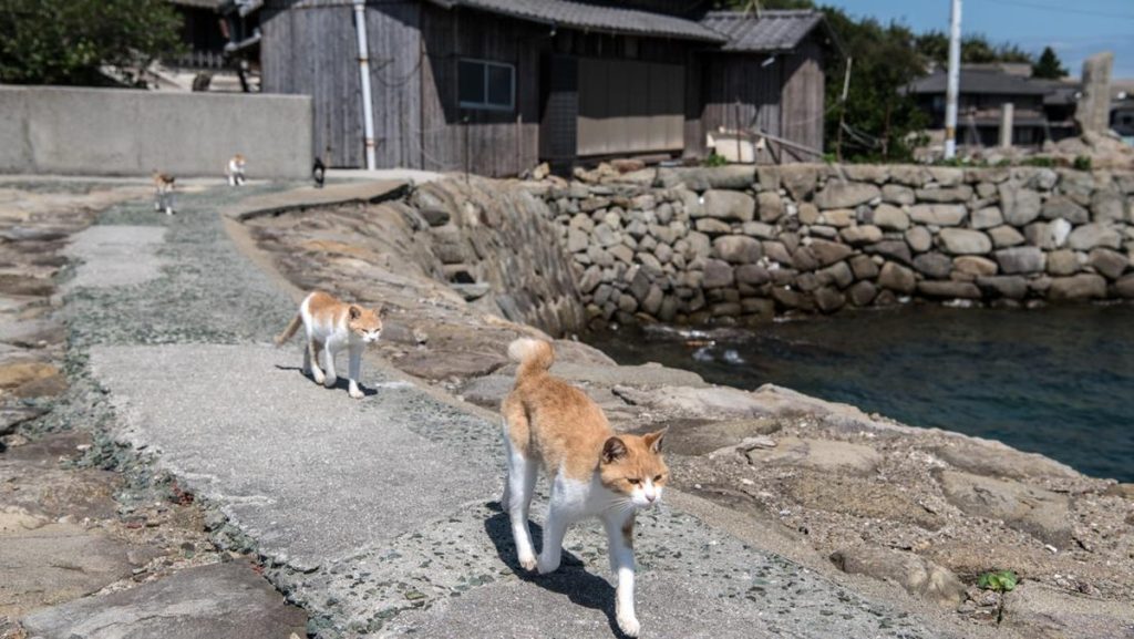 Viral 300 Ribu Kucing Mati, Diduga karena Infeksi Corona