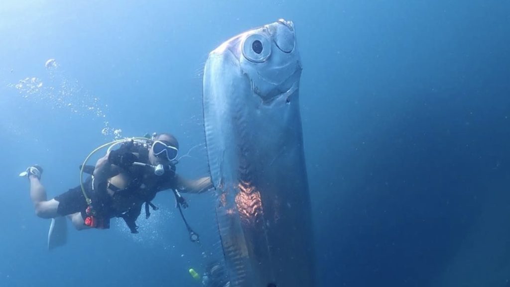 Viral Kemunculan Ikan Kiamat Raksasa, Ilmuwan Beberkan Fakta