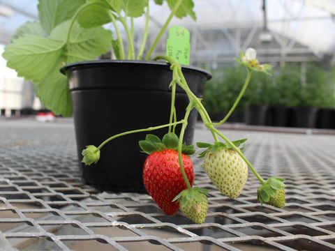 Ilustrasi Strawberry (AP Photo)