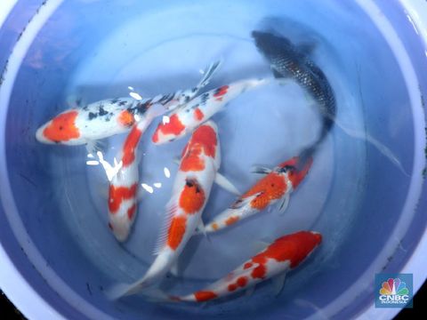 Pekerja membersihkan dan memilah ikan koi di pasar ikan Kemayoran, Jakarta, Jumat (5/2/2021). Sejak pendemi corona (Covid-19) ada beberapa hobu baru yang menjadi tren dikalangan masyarakat salah satunya memelihara ikan hias. Hal inu dipicu desakan orang-orang untuk yetap tinggal dirumah guna menghindari penyebaran virus Covid-19 di tengah keramain sehingga minat masyarakat untuk memlihara hewan peliharaan kian meningkat. Bagi anda pecinta ikan hias tetntunya sudah tidak kaget lagi dengan ikan koi, beragam corak yang indah tak heran jika koi memiliki harga yang sangat tinggi. 