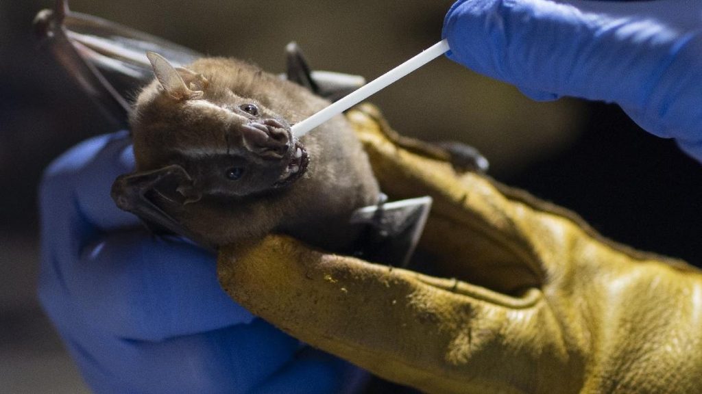 Benarkah Virus Nipah Sudah Masuk Indonesia? Ini Kata Kemenkes