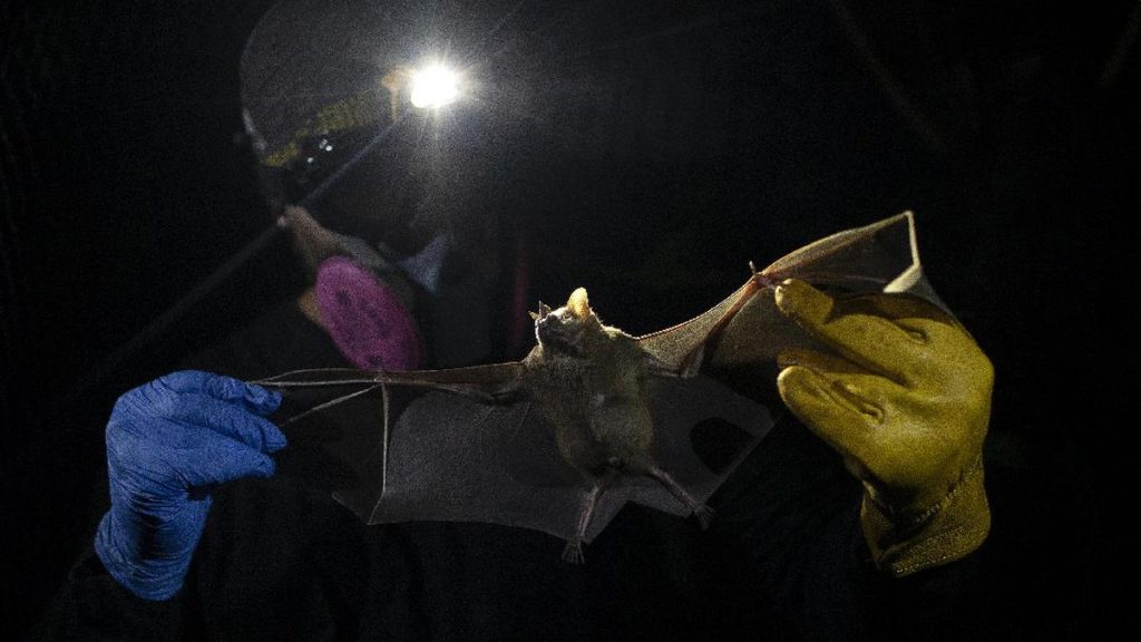 Gejala Virus Nipah yang Mirip Covid, Jangan Diabaikan!