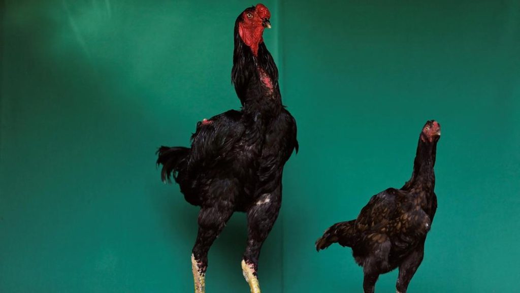 Manusia Bisa Ngobrol sama Ayam Berkat AI, Ini Kata Pakar