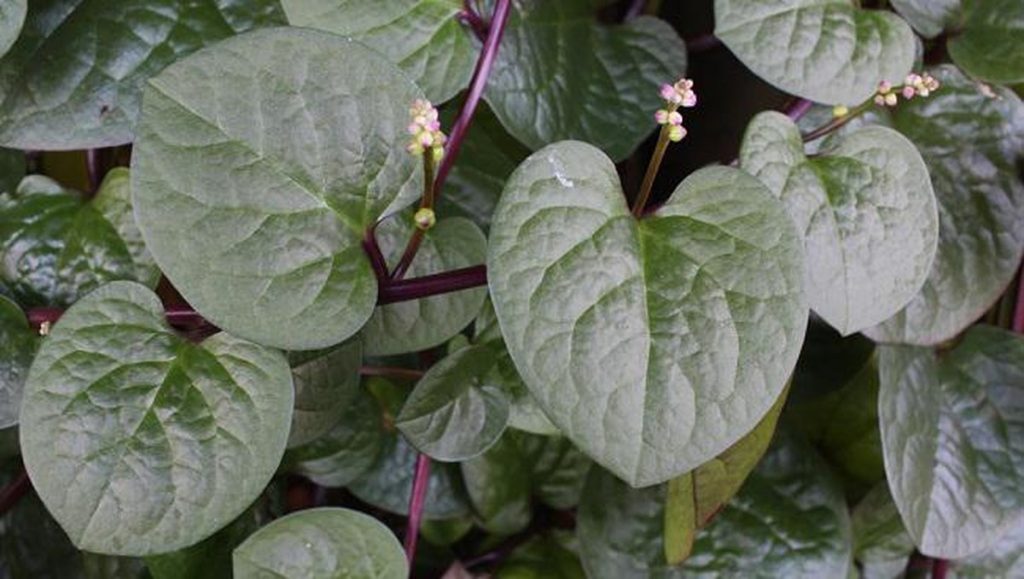 Tanda Kiamat Kian Terlihat Jelas dari Daun, Kok Bisa?
