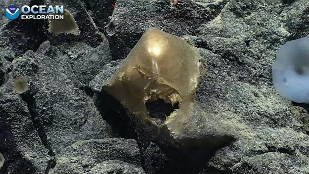 Telur Emas Misterius Ada di Dasar Laut Alaska, Ilmuwan Kaget