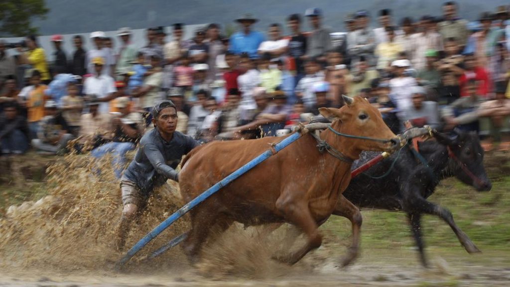 Karapan Sapi Piala Presiden 2023 Ricuh, Penonton Bawa Sajam