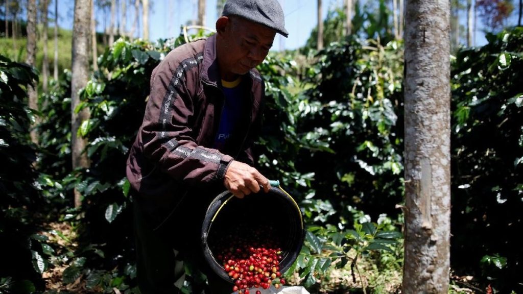 10 Negara Penghasil Kopi Terbesar di Dunia, RI Nomor Berapa?