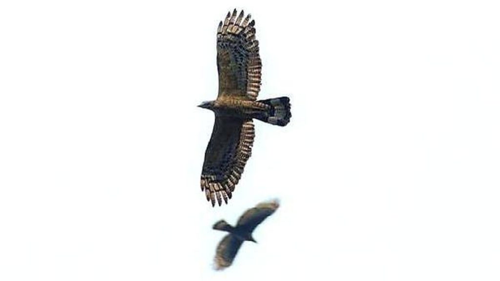 Alasan Ribuan Burung Pemangsa Dari Rusia Hijrah ke Karawang