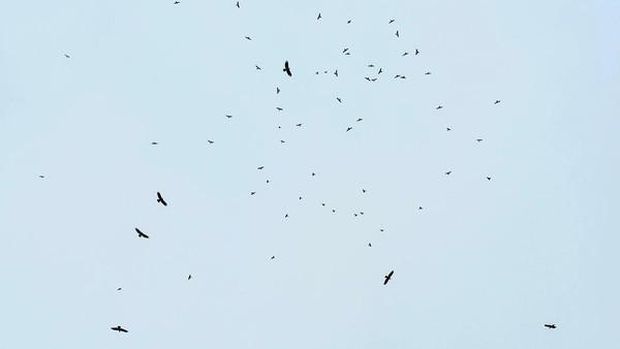 Burung Raptor Purba Rusia Migrasi ke Karawang, Tanda Apa?