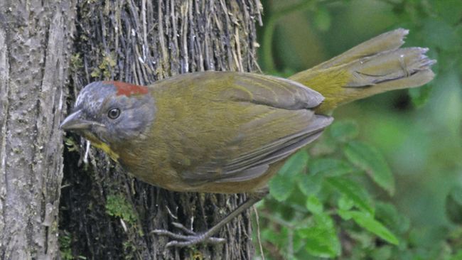 Awas Burung Beracun Berkeliaran di Wilayah RI