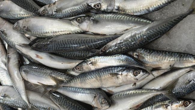 Jutaan Ikan Sarden Terdampar di Pantai Jepang, Ada Apa?