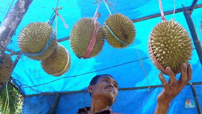 Durian Bikin Kolesterol Naik Tinggi, Mitos atau Fakta?