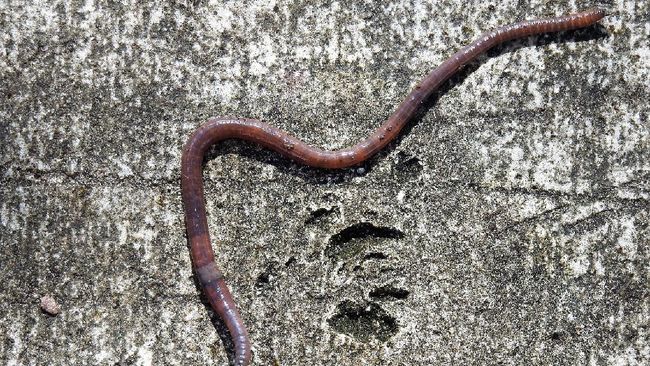 Heboh Temuan Cacing di Pasien Kanker Usai Makan Ikan