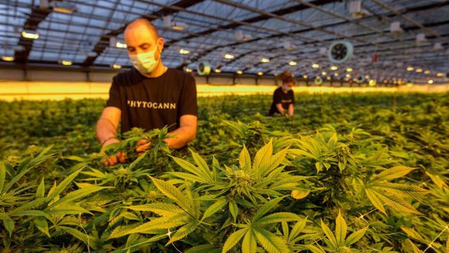 Ternyata Ini Penyebab Thailand Larang Ganja Buat Turis