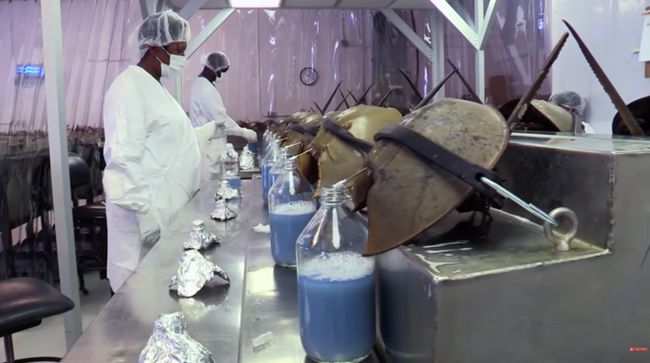 Kepiting Purba ini Punya Peran dalam Pembuatan Vaksin & Obat Manusia