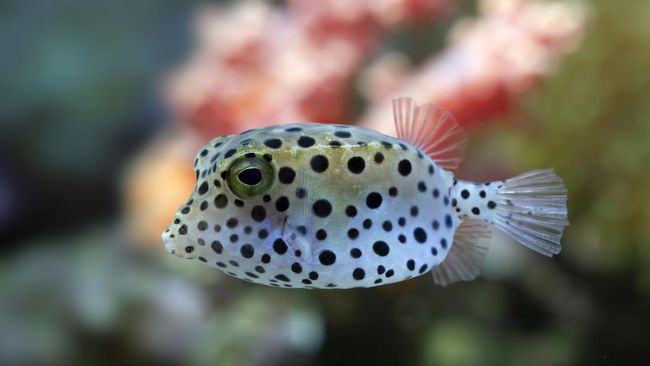 Fakta-Fakta Ikan Buntal, Diduga Sebabkan Kematian di Maluku