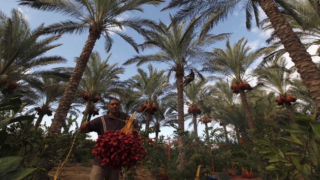 Daftar 25 Kurma Israel yang Diboikot Saat Ramadan 2024