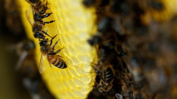 Bees are seen on a frame of a beehive in Denee, Belgium, May 15, 2018. Picture taken May 15, 2018.REUTERS/Yves Herman