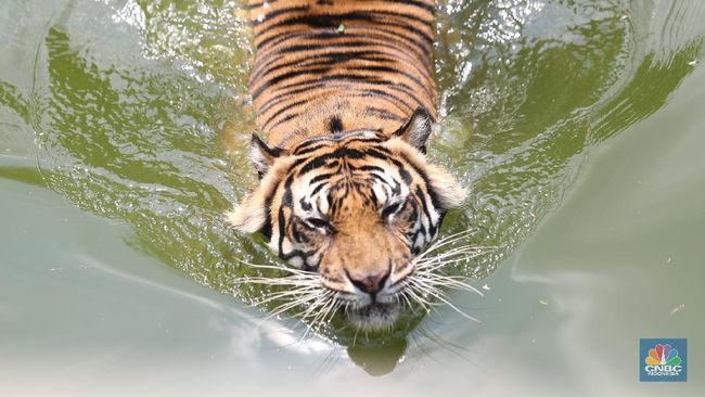 Harimau Jawa Masih Berkeliaran, Peneliti Buktikan Belum Punah