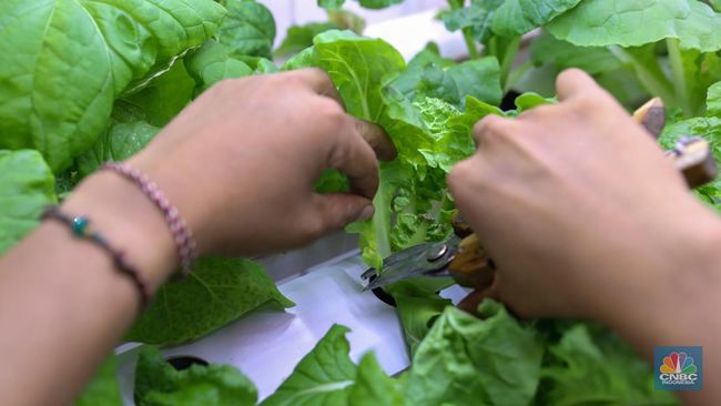 Waspada! Sayuran dan Makanan ini Rentan Terkontaminasi Mikroplastik