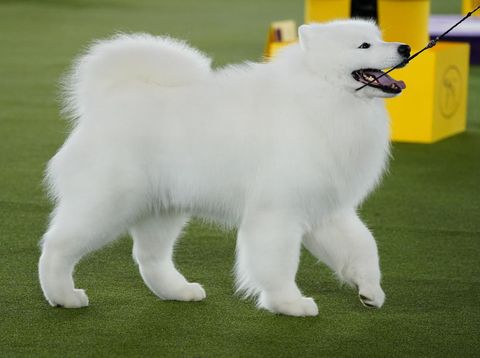 Seekor mastiff Tibet berpartisipasi dalam turnamen internasional pertama di Kuwait untuk anjing ras, di Kota Kuwait, Sabtu, 12 Desember 2015. (AP Photo/File Foto)
